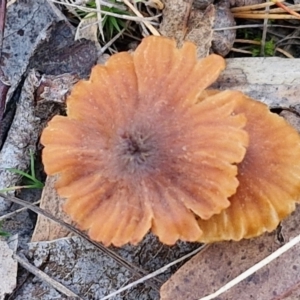 Laccaria sp. at Collector, NSW - 12 Jul 2024