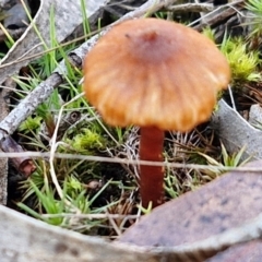 Laccaria sp. at Collector, NSW - 12 Jul 2024