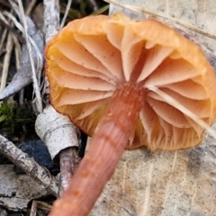 Laccaria sp. at Collector, NSW - 12 Jul 2024