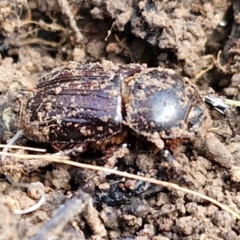 Semanopterus subcostatus (Scarab beetle) at Collector, NSW - 12 Jul 2024 by trevorpreston