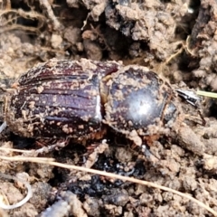 Semanopterus subcostatus at Collector, NSW - 12 Jul 2024