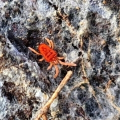 Trombidiidae (family) (Red velvet mite) at Collector, NSW - 12 Jul 2024 by trevorpreston