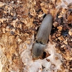 Elateridae (family) (Unidentified click beetle) at Collector, NSW - 12 Jul 2024 by trevorpreston