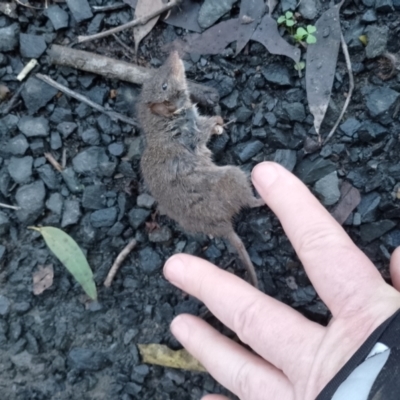 Antechinus mimetes mimetes (Dusky Antechinus) at Beaumont, NSW - 9 Jul 2024 by Baronia