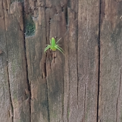 Hedana sp. (genus) (Crab spider) at Upper Kangaroo River, NSW - 3 Jul 2024 by Baronia