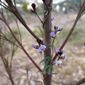 Glycine clandestina at Cook, ACT - 12 Jul 2024