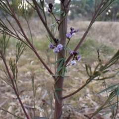 Glycine clandestina at Cook, ACT - 12 Jul 2024