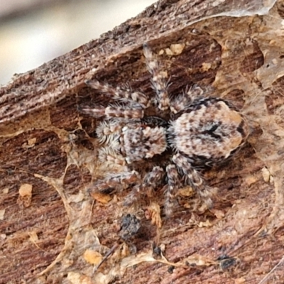 Servaea incana (Jumping spider) at Collector, NSW - 12 Jul 2024 by trevorpreston