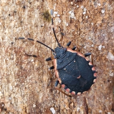 Diemenia rubromarginata (Pink-margined bug) at Collector, NSW - 12 Jul 2024 by trevorpreston