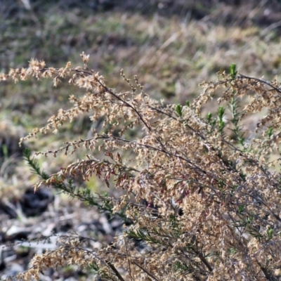 Cassinia sifton (Sifton Bush, Chinese Shrub) at Collector, NSW - 12 Jul 2024 by trevorpreston