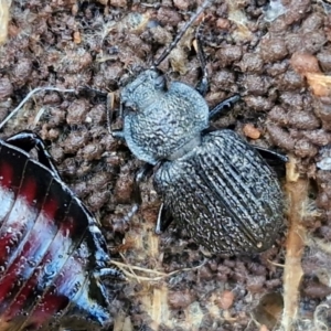 Adelium porcatum at Collector, NSW - 12 Jul 2024