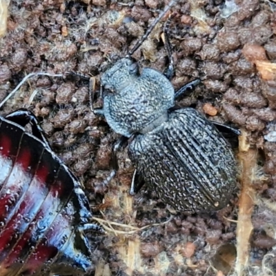 Adelium porcatum (Darkling Beetle) at Collector, NSW - 12 Jul 2024 by trevorpreston