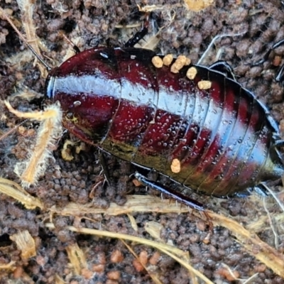Platyzosteria similis at Collector, NSW - 12 Jul 2024 by trevorpreston