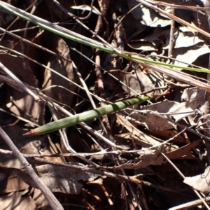 Lyperanthus suaveolens at Aranda, ACT - 28 Jun 2024