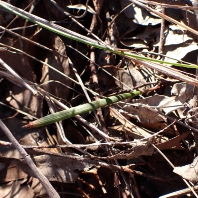 Lyperanthus suaveolens (Brown Beaks) at Aranda, ACT - 28 Jun 2024 by CathB