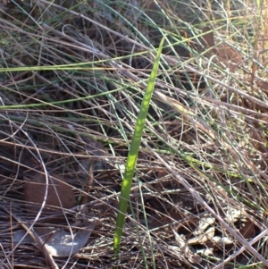 Lyperanthus suaveolens at Aranda, ACT - 28 Jun 2024