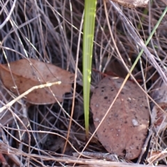 Lyperanthus suaveolens at Aranda, ACT - 28 Jun 2024