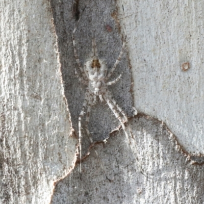 Tamopsis sp. (genus) (Two-tailed spider) at Phillip, ACT - 12 Jul 2024 by AlisonMilton