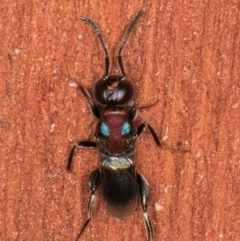 Agamerion cleptideum (A Chalcid wasp) at Bruce, ACT - 12 Jul 2024 by kasiaaus