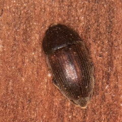 Nitidulidae sp. (family) (Sap beetle) at Bruce, ACT - 12 Jul 2024 by kasiaaus