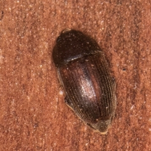 Nitidulidae sp. (family) at Bruce, ACT - 12 Jul 2024