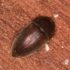 Nitidulidae sp. (family) at Bruce, ACT - 12 Jul 2024