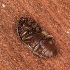 Nitidulidae sp. (family) at Bruce, ACT - 12 Jul 2024