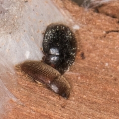 Nitidulidae sp. (family) at Bruce, ACT - 12 Jul 2024