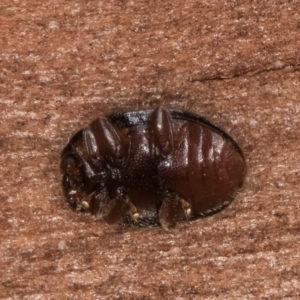 Coccinellidae (family) at Bruce, ACT - 12 Jul 2024