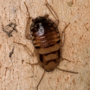 Robshelfordia sp. (genus) at Bruce, ACT - 12 Jul 2024