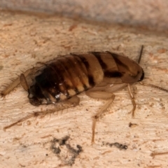 Robshelfordia sp. (genus) at Bruce, ACT - 12 Jul 2024