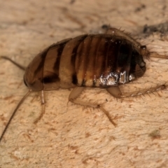 Robshelfordia sp. (genus) at Bruce, ACT - 12 Jul 2024