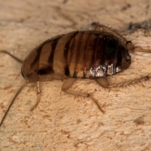 Robshelfordia sp. (genus) at Bruce, ACT - 12 Jul 2024