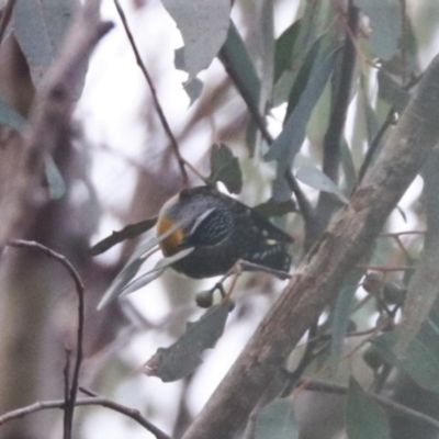 Pardalotus punctatus (Spotted Pardalote) at Aranda, ACT - 12 Jul 2024 by HappyWanderer