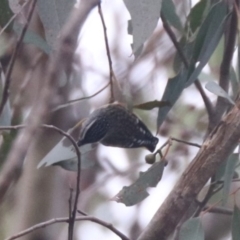 Pardalotus punctatus at Aranda, ACT - 12 Jul 2024