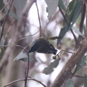 Pardalotus punctatus at Aranda, ACT - 12 Jul 2024