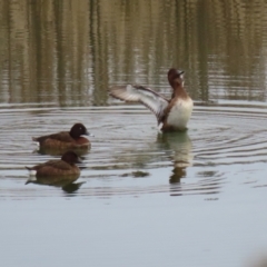 Aythya australis (Hardhead) at Gordon, ACT - 12 Jul 2024 by RodDeb