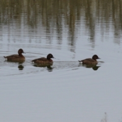 Aythya australis at Gordon, ACT - 12 Jul 2024 01:05 PM