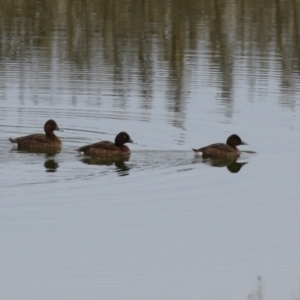 Aythya australis at Gordon, ACT - 12 Jul 2024