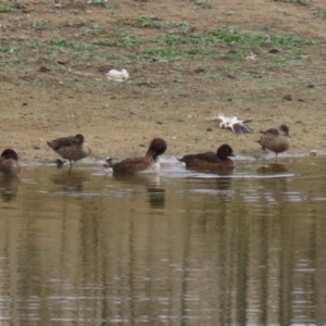 Aythya australis at Gordon, ACT - 12 Jul 2024