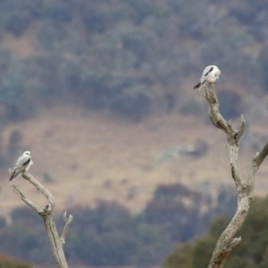 Elanus axillaris at Gordon, ACT - 12 Jul 2024