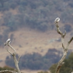 Elanus axillaris at Gordon, ACT - 12 Jul 2024