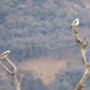 Elanus axillaris at Gordon, ACT - 12 Jul 2024