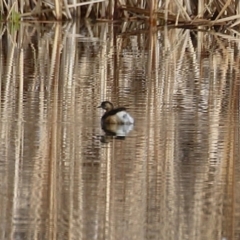 Tachybaptus novaehollandiae (Australasian Grebe) at Gordon, ACT - 12 Jul 2024 by RodDeb