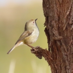 Acanthiza pusilla (Brown Thornbill) at Gordon, ACT - 12 Jul 2024 by RodDeb