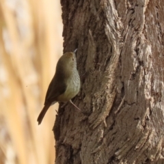 Acanthiza pusilla at Gordon, ACT - 12 Jul 2024