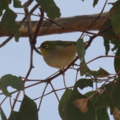 Zosterops lateralis (Silvereye) at Gordon, ACT - 12 Jul 2024 by RodDeb