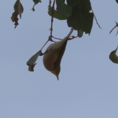 Zosterops lateralis at Gordon, ACT - 12 Jul 2024