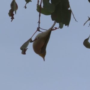 Zosterops lateralis at Gordon, ACT - 12 Jul 2024 01:24 PM