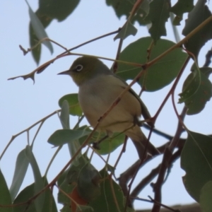 Zosterops lateralis at Gordon, ACT - 12 Jul 2024 01:24 PM